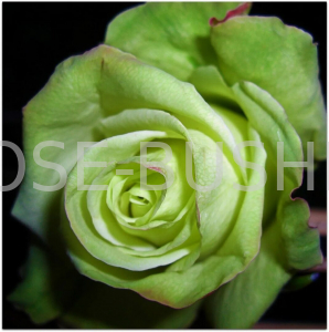 ���� ����. Green Gin. (��) 